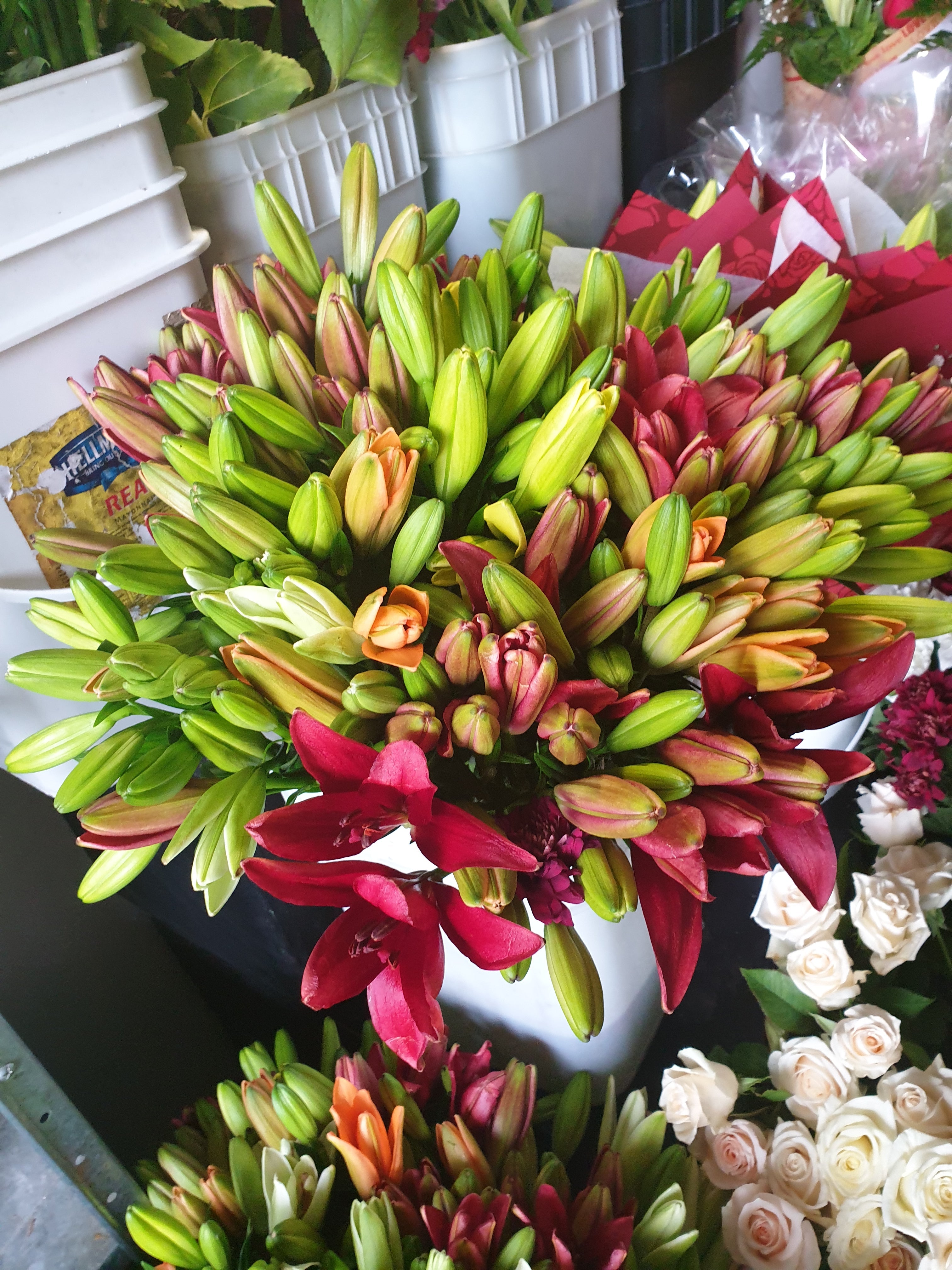 Asiatic Lilys