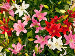 Asiatic Lilys